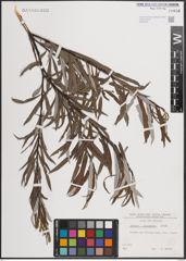 Foto von Salix eleagnos Scop.